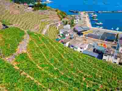 7天6晚日本之春的九州、四國、釜山郵輪船票