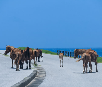 7天6晚沖繩與那國島・西表島・蘇澳郵輪船票